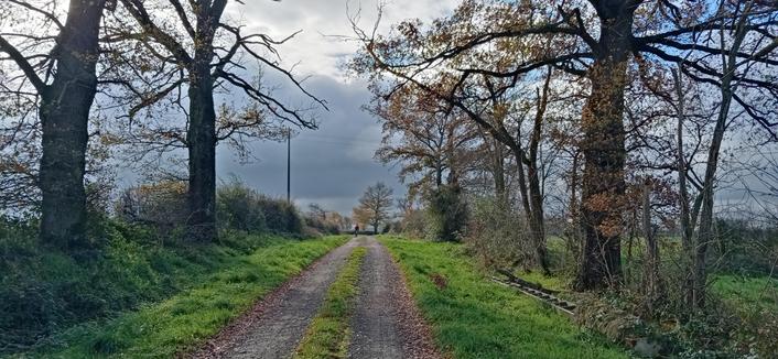 Le chemin passe entre des arbres