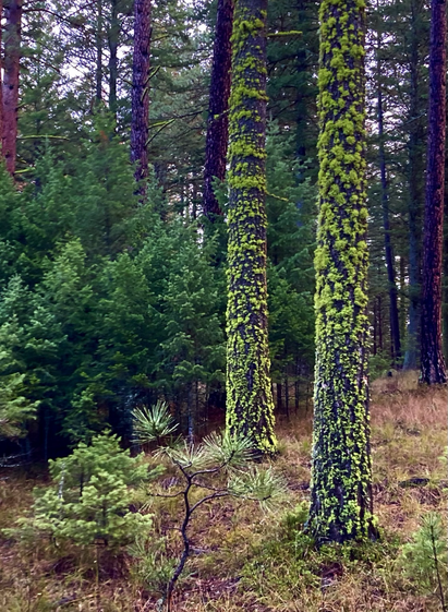 In a forest of Ponderosa Pine, two tree trunks stand out owing to the lichen growing on them, lichen that’s all the brighter in the dim light and light drizzle. The brown grass and gray sky serve as contrast.