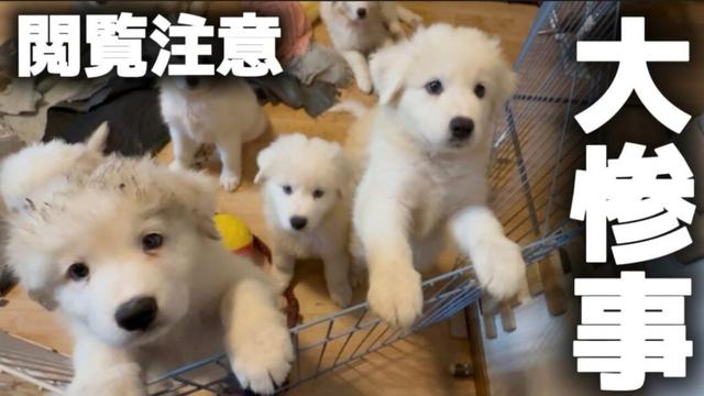 朝起きたら子犬9匹が〇〇になっていました…【サモエド】【グレートピレニーズ】【子犬】