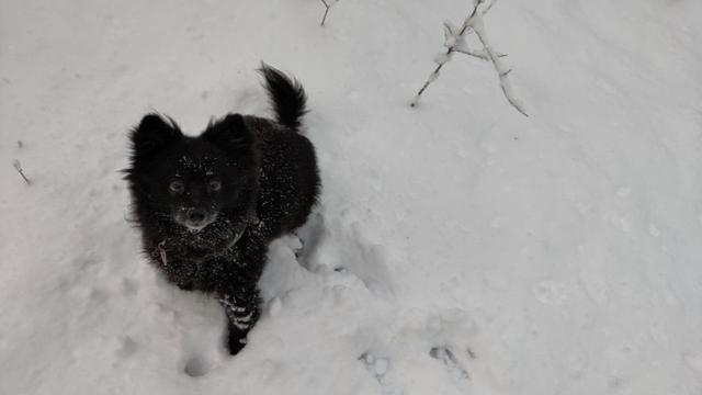 Ein schwarzer Spitz sitzt im weißen Schnee und schaut zur Kamera auf.