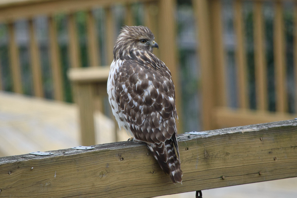 A young red-shouldered hawk faces away from the camera, its head turned to the right, as it perches on the top beam of a wooden swing set. The immature raptor has dark brown upper parts with buffy mottling, pale underneath with dark streaking, dark bands on the tail, and yellow free and feet.