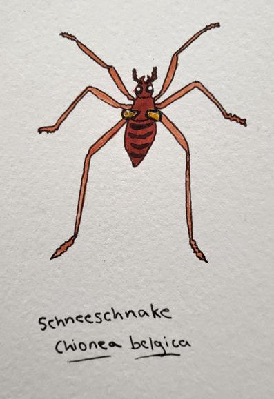 Watercolor of a little red insect with very long legs and tiny wing nubbins.
