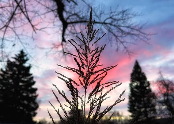 A tall, feathery plume of an ornamental grass in dark silhouette against a colorful background sky just before sunrise, with bare tree branches and pine trees in the neighborhood also silhouetted against the sky. The sky itself is a beautiful blend of colors reflecting off a few clouds above the eastern horizon: shades of purples, pinks, reds, and blues that look as if they been brushed onto the canvas.