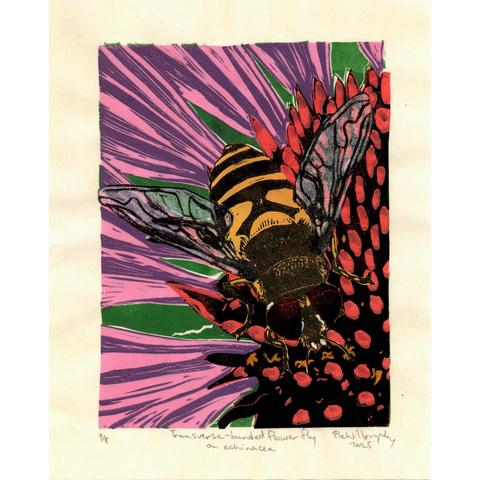As described this is my  8” x 10” print showing the centre of a purple echinacea flower. The centre of the flower is orange with black outlines and some yellow bits and occupies the lower right corner. Radiating out are several pink and violet petals. The background is green. On top of the centre of the flower is a transverse-banded flower fly facing the lower right corner. It is yellow and black striped with translucent wings and red-brown eyes.