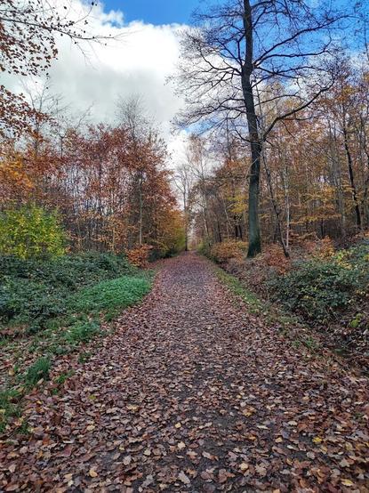 Herbstweg, dicht von Laub bedeckt, links und rechts buntbelaubte Bäume, darüber ein heller, aber bewölkter Himmel
