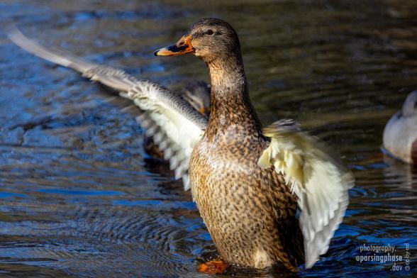 A brown female Mallard rears up from the waters, white wings wide.