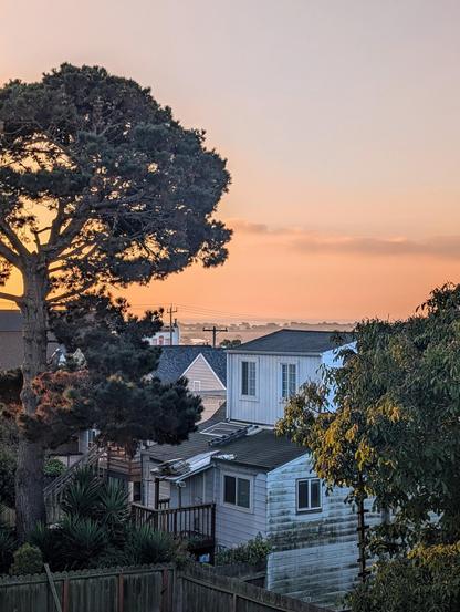 This morning's sunrise over an urban backyard landscape in San Francisco. On the left of the frame is a large Monterey pine. On the right, a walnut tree. CC BY-SA Kate Zimmerman.
