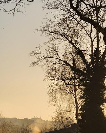 Un arbre couvert de lierre mais défeuillé, sombre devant un paysage un peu brumeux de matin d’automne. la lumière est d’un gris jaune assez fantomatique.