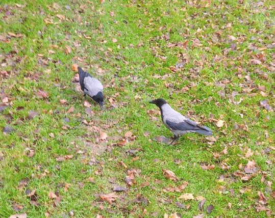 2 crows on grass and downed leaves eating food dropped for them.