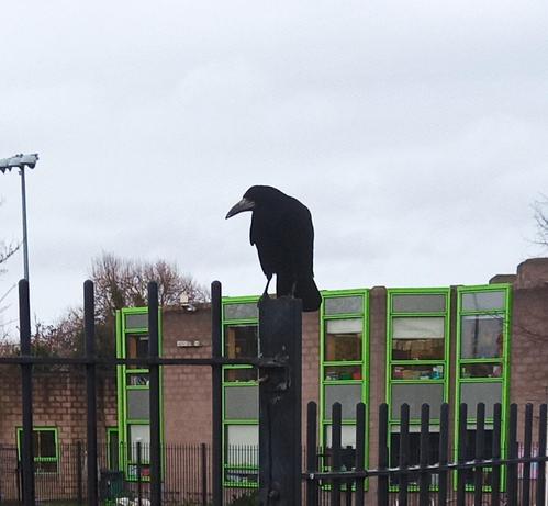a rook on fence post waiting for me to drop food.