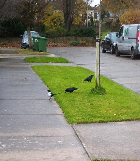 2 rooks and magpie on grass verge with food.