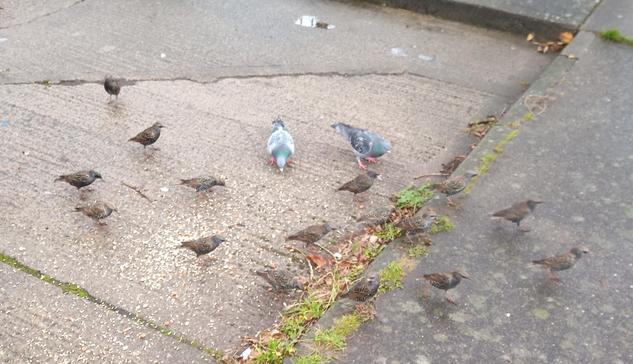 pigeons and starlings on ground by supermarket.