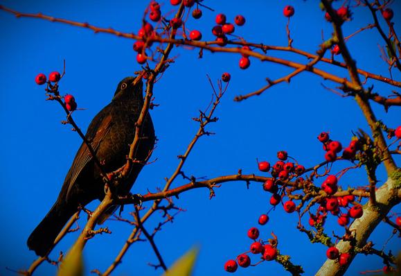 A blackbird (entirely black body, black eyes with yellow rims, yellow beak) takes up a strategic position close to some clusters of red berries on an otherwise denuded tree, with the blue sky as background.