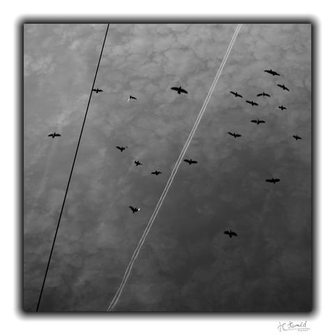 Square black-and-white image of a cloudy sky. Thin clouds cover the entire sky and look a bit like fleecy clouds. A black cable runs slightly tilted upwards through the image from the bottom left. A little to the right of it, a white double contrail runs even more tilted through the centre of the image. A flock of pigeons is in the air. They are mostly black and slightly blurred due to their movement.