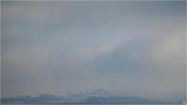 Despite the intense cold and persistent fog, numerous colonies of birds fly over the ontagne Noire (Occitanie, southern France)