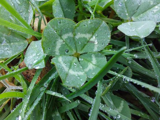 a four-leaf clover, covered in morning dew, among blades of grass
