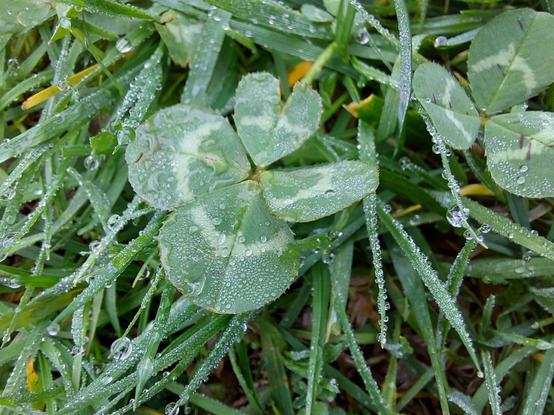 another four-leaf clover, covered in morning dew, among blades of grass, its upper leaflet somewhat more stunted in growth compared to the other three - locate one, and often more are nearby