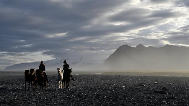 A half dozen Icelandic horses traverse a black sand beach at sunset under the guidance of two mounted young women.
