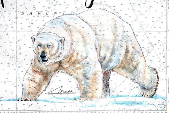 Peinture réaliste d’un gros ours polaire marchant la banquise dessiné sur une carte marine. L’illustration montre un ours en bonne condition corporelle, représenté avec précision sur un fond de lignes nautiques.