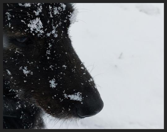 White snow crystals fall onto the black fur of a dog sitting on a white blanket of snow. The image shows a section of a dog's head in profile, its forehead, one eye and long snout with whiskers.