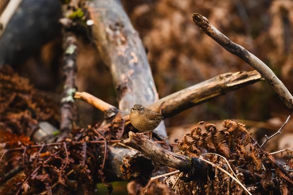 A photograph of a Eurasian wren standing at the end of a dead branch sticking out close to the ground.

The wren is looking straight into the camera and the branch is surrounded by ither dead branches, brown and wilted ferns and other debris.

The background is blurry and in the same brown colours, making the brown wren blend in well in the overall colours of the surroundings.