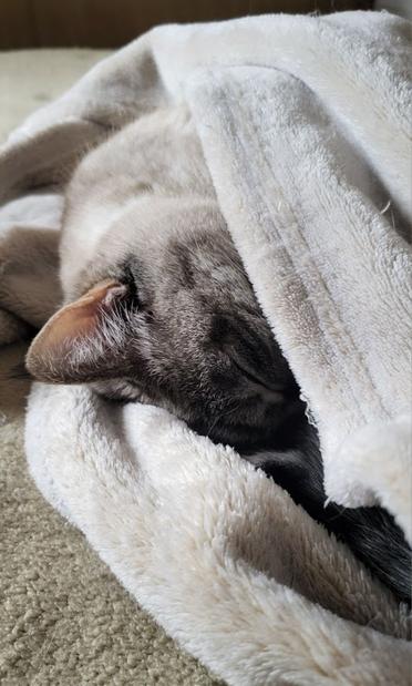 Lulu the cat enjoying her favorite hobby.