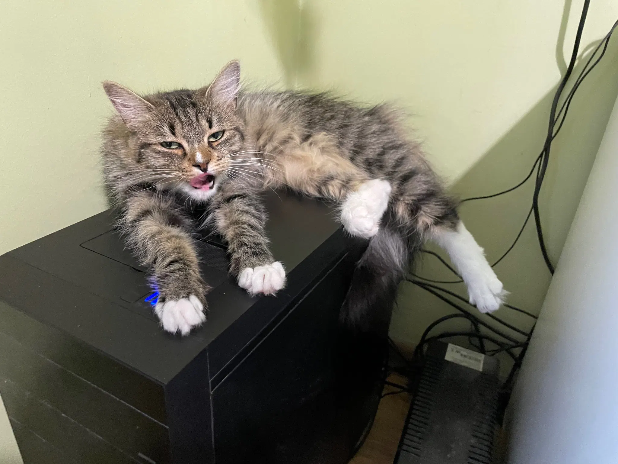 Nova flopped on Luna's computer, her front paws are streched out and placed on the power button, her back paws are hanging in mid air. She has a very weird expression, she's kinda mid bllink and mid licking her lips