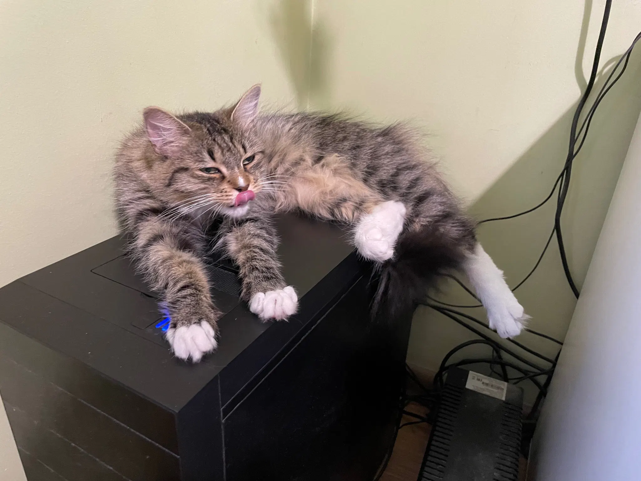 Same but now she's mid licking her nose