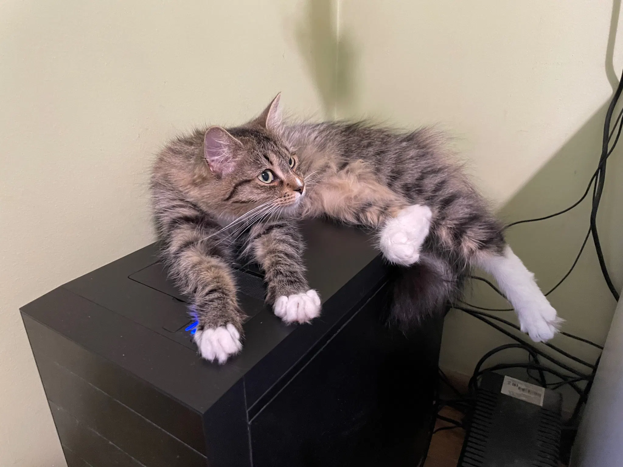 She's done licking now, and just looking cute