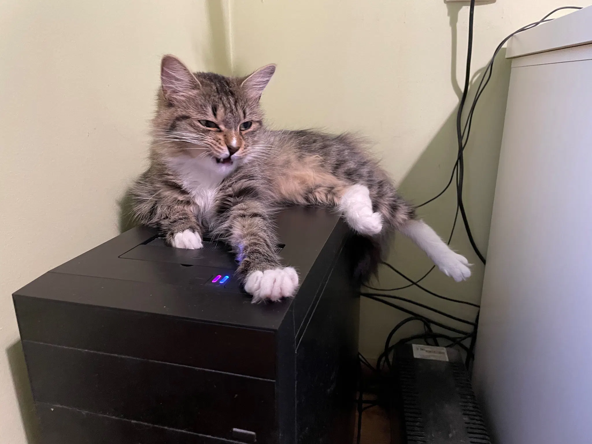 She retracted her right paw, no longer threatening to press the reset button on the computer. But now she's very scrunchy , her mouth opened just a bit and her eyes mostly closed