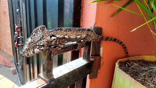 A chameleon clings to the horizontal metal handle of a backyard gate, blending with the rustic, textured surroundings. The gate is set against a pinkish wall, with a potted plant and a metal door visible in the background.