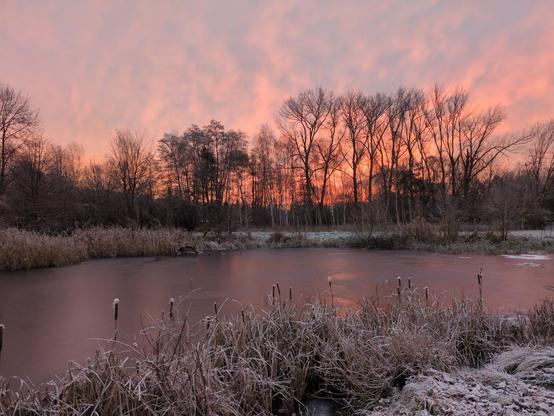 A pond, with a line of colorful trees on the backdrop of the sky. Over the horizon, the sky is orange-colored. Above it, orange-colored clouds are interspersed with cold blue sky. On top of that, you can see tall trees with no leaves, creating a complex picture of expanding branches. Much further away, there's a dense forest covering the horizon. In the front, a frozen pond, tinted orange with the blurry reflection of the sky. It is surrounded by bunches of yellow grass, covered in white frost. Behind the pond there's a green-white meadow covered in frost.