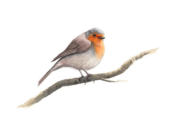 Aquarelle de rouge gorge sur une branche