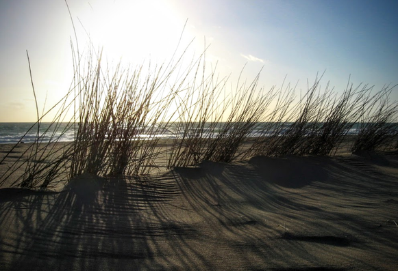 Dünne Zweige stecken büschelweise im Sandstrand zur Unterstützung der Dünen-Bildung. Im Hintergrund glänzt die Nachmittagssonne auf dem Meer.