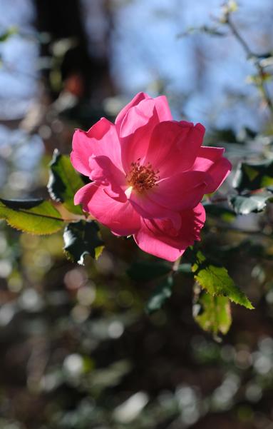 A red/pink rose fully opened in the bright afternoon sunshine