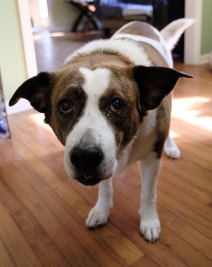 A white and brown dog standing on the hardwood floor of a dining room, looking at the camera as if he didn't get any food scrap, after he scarfed down a large chunk of fish I dropped to the floor.