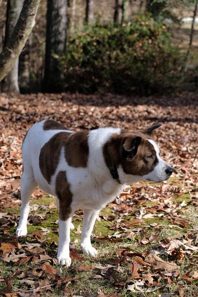 A white and brown dog enjoying the bright autumn sun in his yard covered with fallen leaves