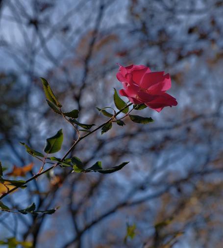 A red rose on a long branch stretching from the bottom left toward top right