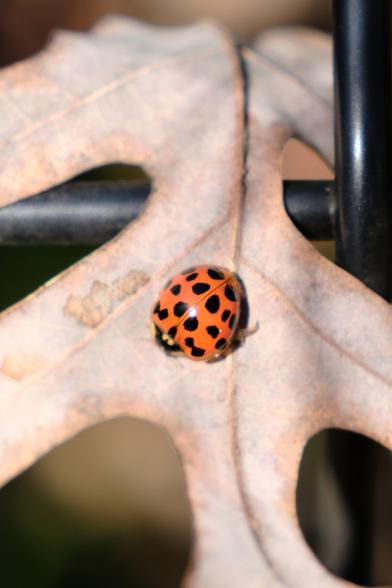 A lady bug in orange with multiple black dots on a fallen oak leaf