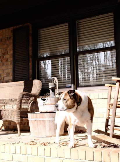 A white and brown dog looking toward the left side of the screen in the sun, standing on the front porch of his house. A wicker bench at the left, a water pump right next to him, and just the front of a rocking chair on the right. A window with closed blinds at the top.