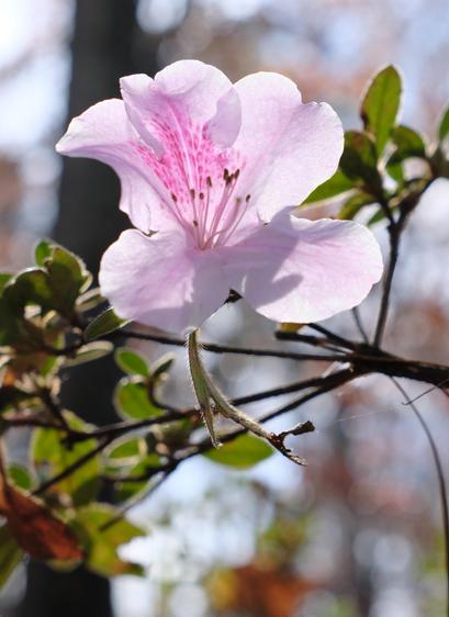 A light pink azalea blossom backlit by the afternoon sun