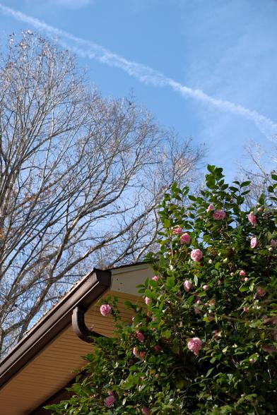 A sasanqua tree at the bottom right full of pink blossoms; the edge of the house roof/shingles at the bottom left; barren tree branches at the left; and a streak of white clouds in the blue sky at the top