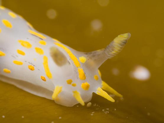 A closup of the head of a nudibranch (seaslug). It is white with bright yellow spots and stripes. It is crawling/sliding on some seaweed which is almost yellowish green, so it makes a bright happy picture with a seaslug in it.