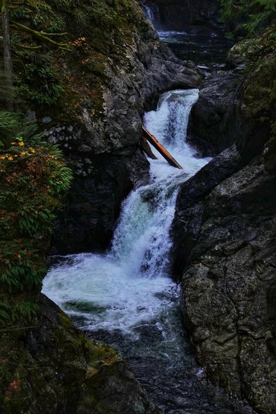 A striking view of the Middle Twin Falls on the Snoqualmie River, where a powerful stream cascades between steep, moss-covered rock walls. The waterfall rushes energetically over dark, jagged stones, creating a frothy white spray. A fallen tree trunk is lodged horizontally across the waterfall, adding a natural focal point to the scene. The surrounding forest is lush with ferns, shrubs, and hints of autumn foliage, while the soft lighting enhances the tranquil yet dynamic atmosphere of this Pacific Northwest landscape.