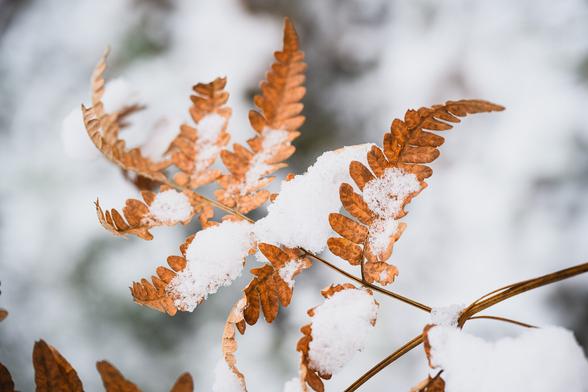 A photograph of a fully brown fern, covered in snow and pointing away from the camera.

The leaves have quite intricate patterns on them.

The background is blurry and white from a snow cover on the ground.