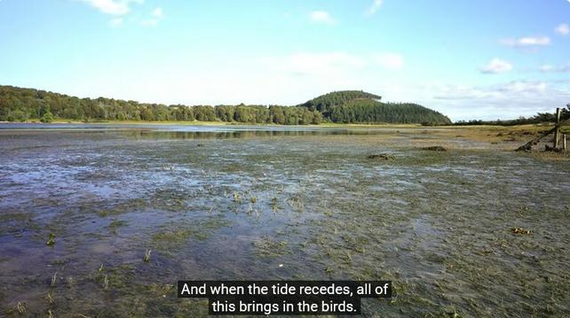 Photo of tidal marsh as the water is receding. Previously submerged green plants grow out of the mud and water. Caption says "And when the tide recedes, all of this brings in the birds." Blue sky and green hills on the far side of the firth.