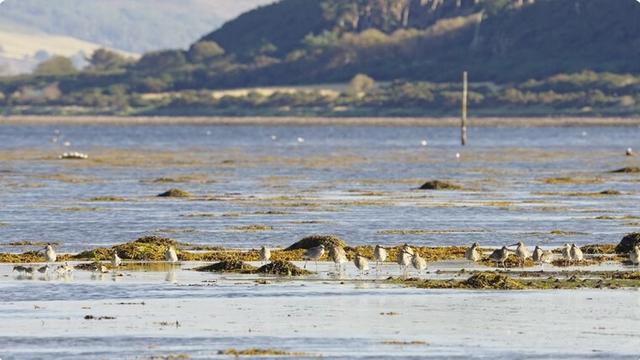 Shorebirds gathering on the mud at the edges of clumps of sea weeds. Receding waters and green hills in the background. Some of the green clumps of weeds are still floating on the blue/grey waters.
