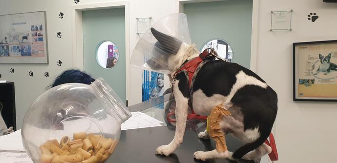 surgery was a success so far