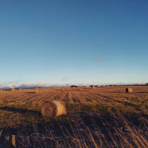a yellow open field with a hay roll on the center, under a blue sky