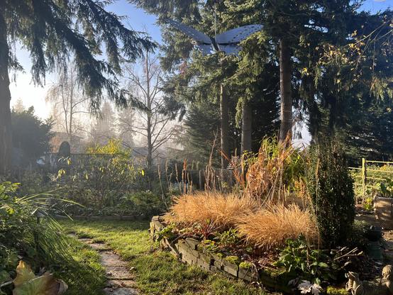 Wide shot of a foggy but sunny autumn day in a garden. The leaves have been raked off a wide green grass pathway between two garden beds which show autumn colors and fading perennials. Conifers in the distance